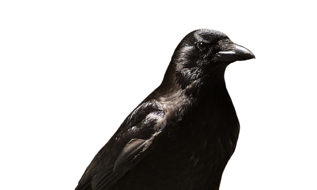 Czy zwolnienie lekarskie wlicza się do frekwencji?