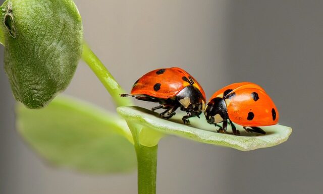 Jakie to są błędy merytoryczne?