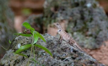 Na co pozwala zmienną?
