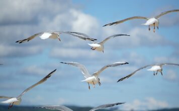 Jak rozwinąć swoją markę?