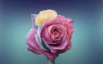 Czym się różni parafraza od Klaryfikacji? Czym się różni parafraza od Klaryfikacji?