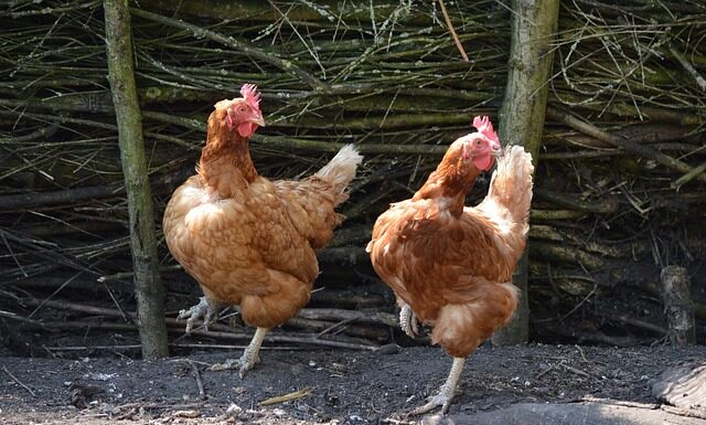 Jakie są dwa typy komunikowania się?
