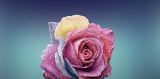 Czym się różni brand od marki?